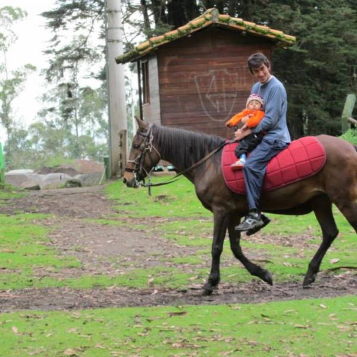 Animal Therapy Program in Ecuador with Love Volunteers!