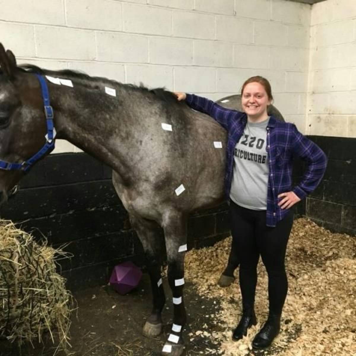 Equine Anatomy - Study Abroad in Scotland - Adelante Abroad
