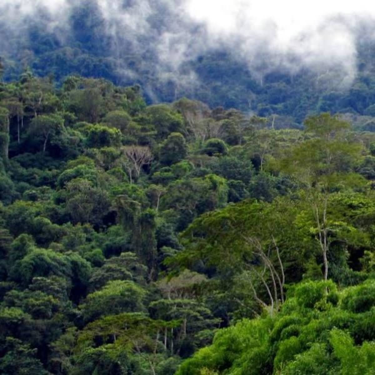 Bio Monitoring in the Amazon Rainforest