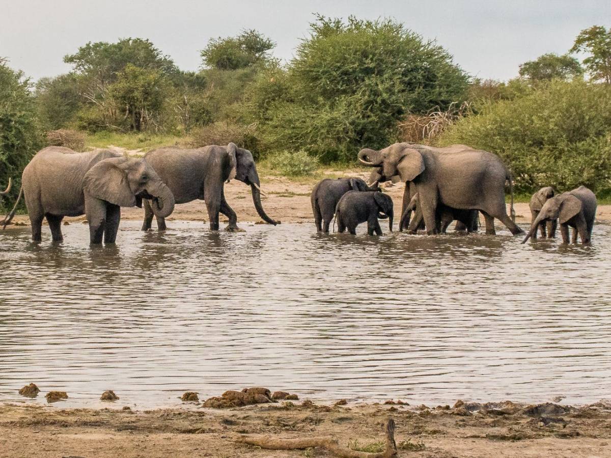 An elephant herd at a watering hole in the Okavango delta