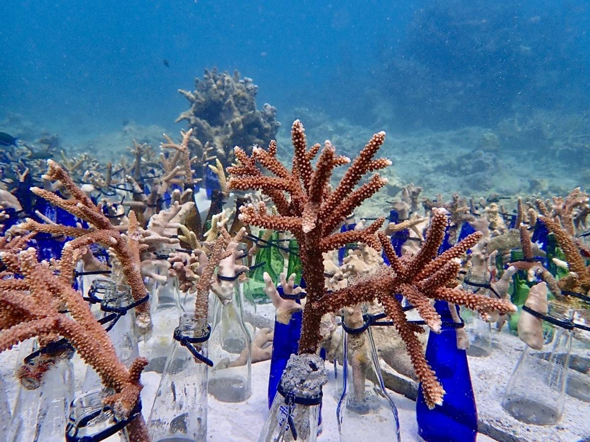 an underwater coral restoration nursery