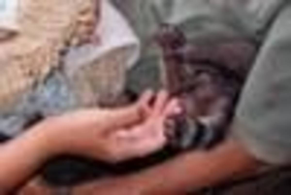Animal conservation