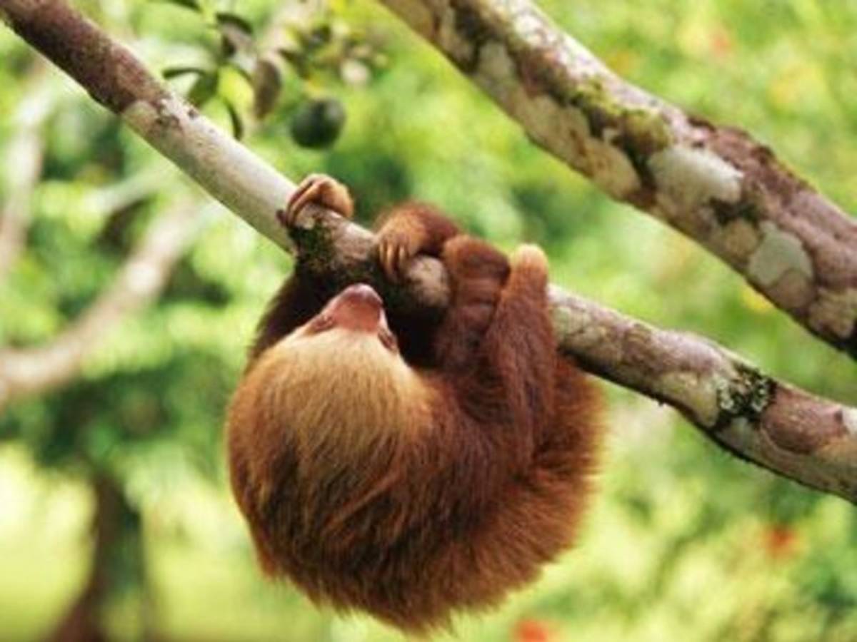 animal hanging on a branch