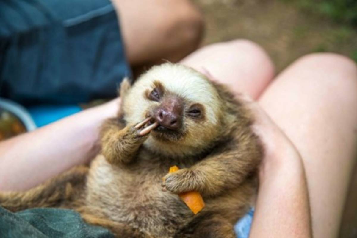 Animal Rescue and Conservation