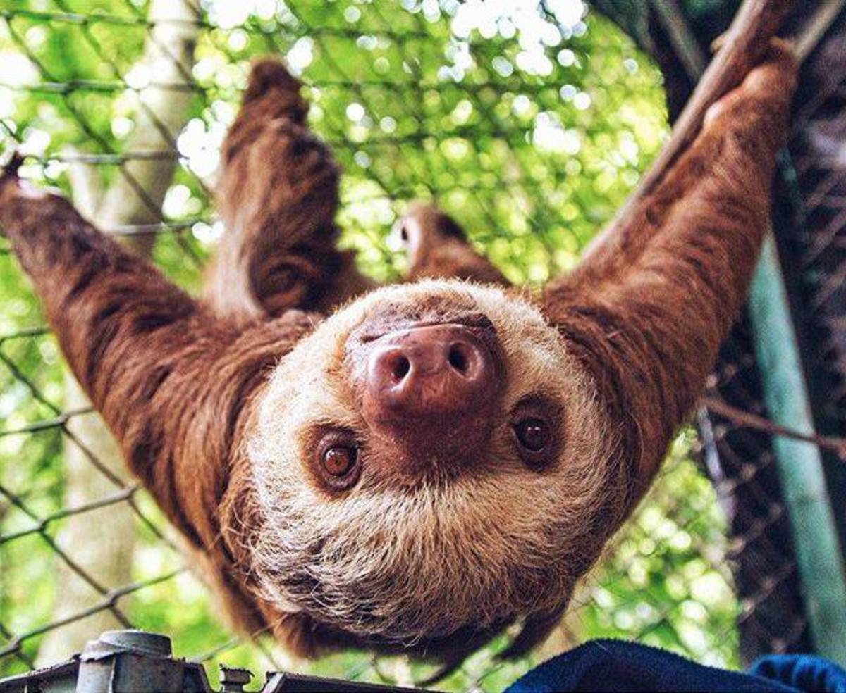 Animal Rescue and Conservation