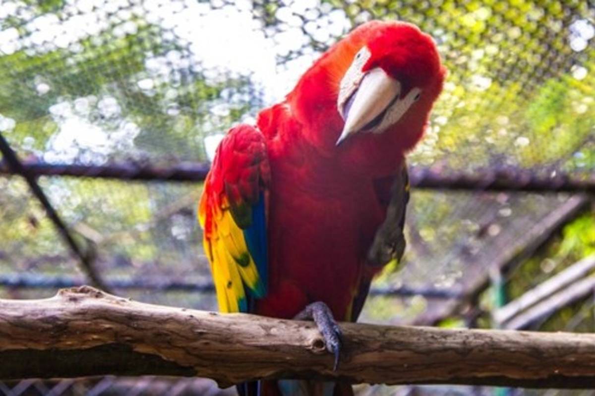 Animal Rescue and Conservation