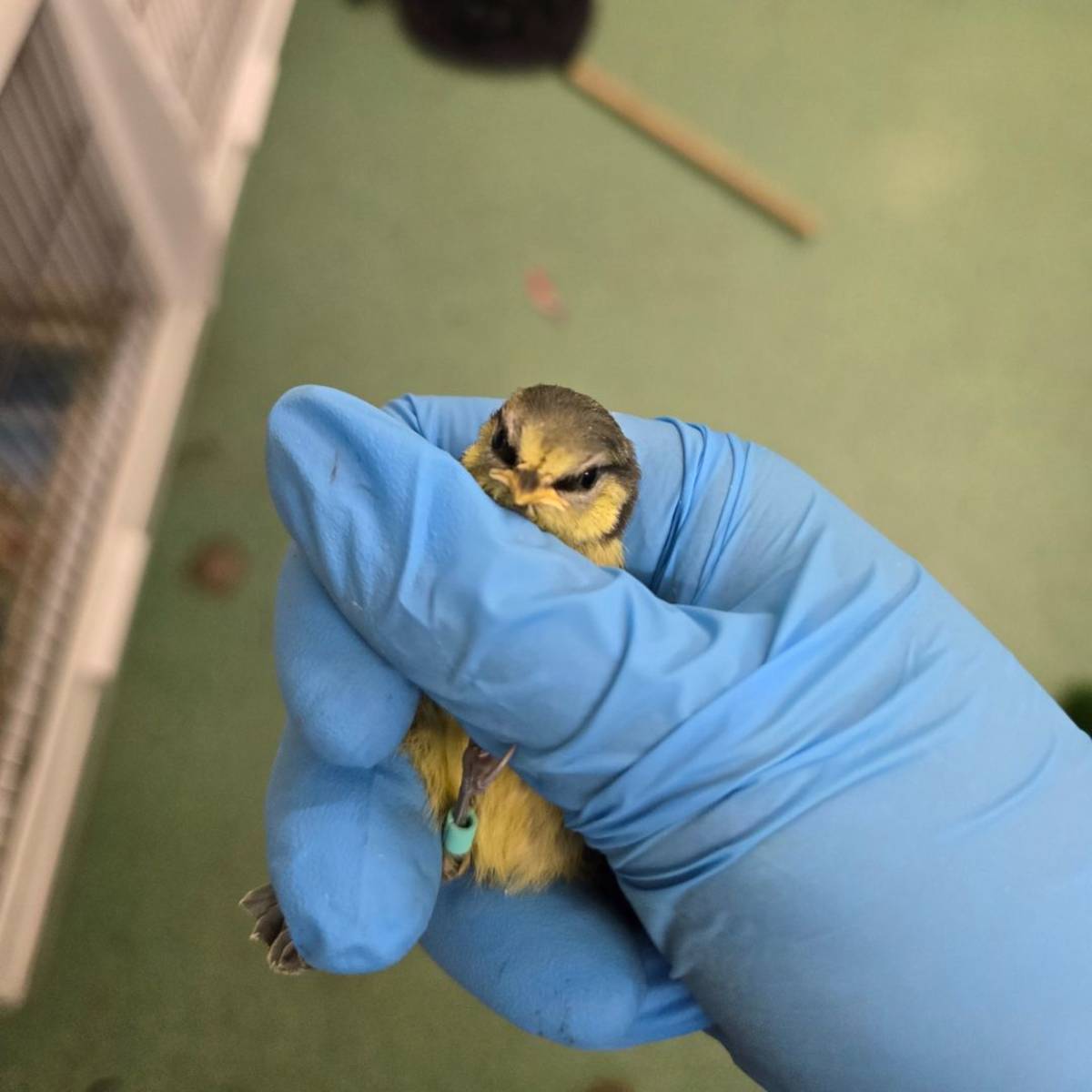 Animal Sciences Observation and Research in Scotland