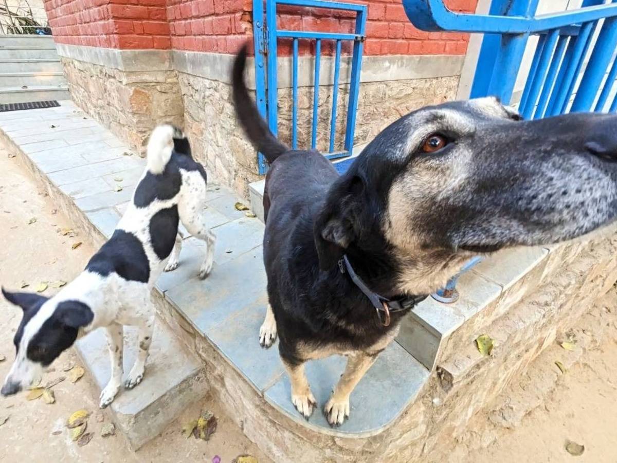Animal Shelter and Animal Hospital in Jaipur, India