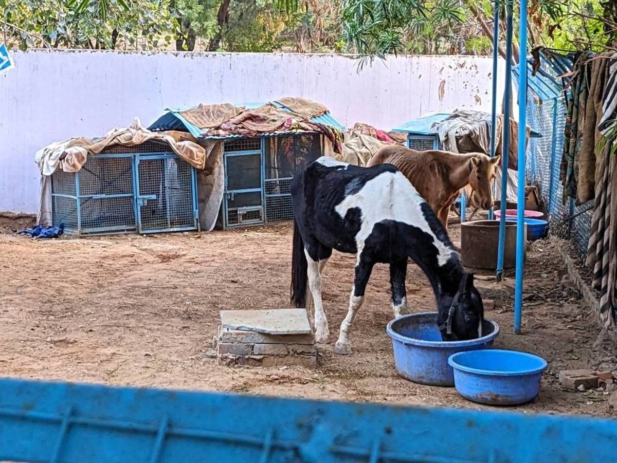 Animal Shelter and Animal Hospital in Jaipur, India