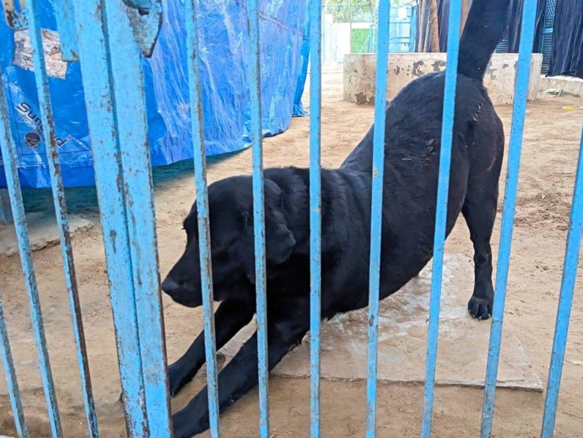 Animal Shelter and Animal Hospital in Jaipur, India
