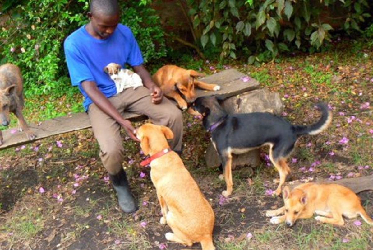 Animal Welfare Volunteering