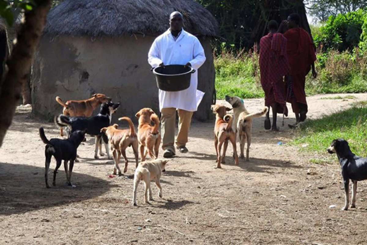 Animal Welfare Volunteering