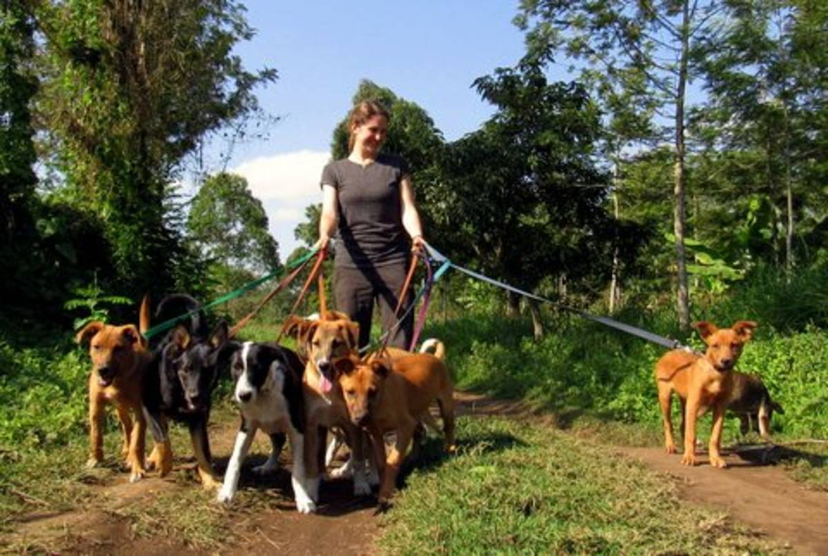 Animal Welfare Volunteering