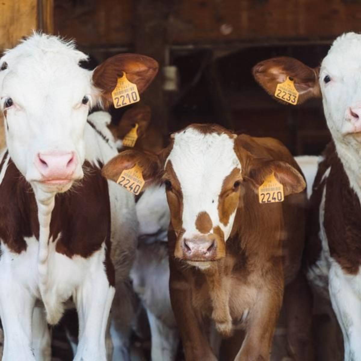 Veterinary Science Internship