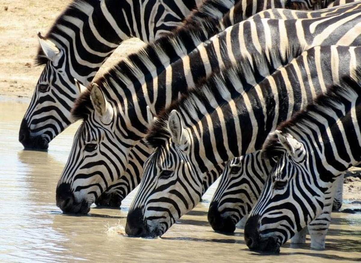 Astute Africa Safaris