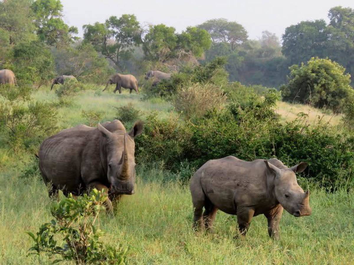 Astute Africa Safaris