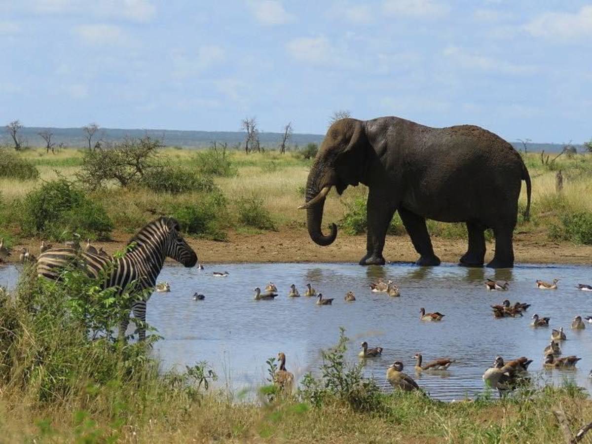 Astute Africa Safaris