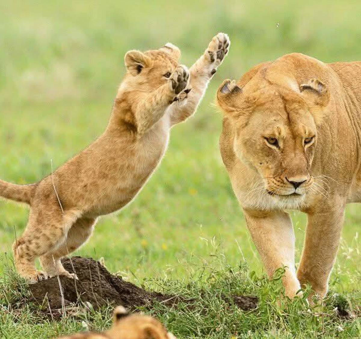 Astute Africa Safaris