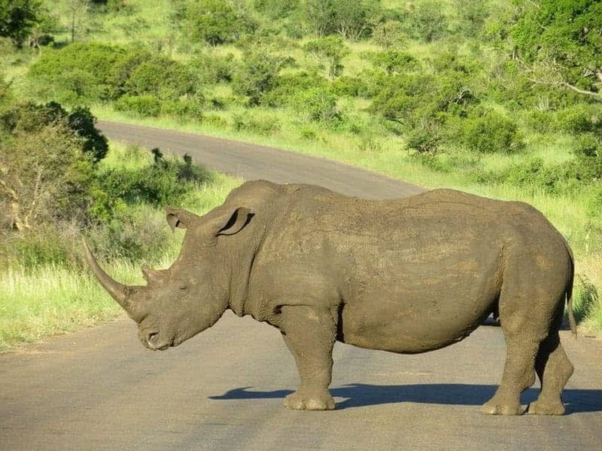 Astute Africa Safaris