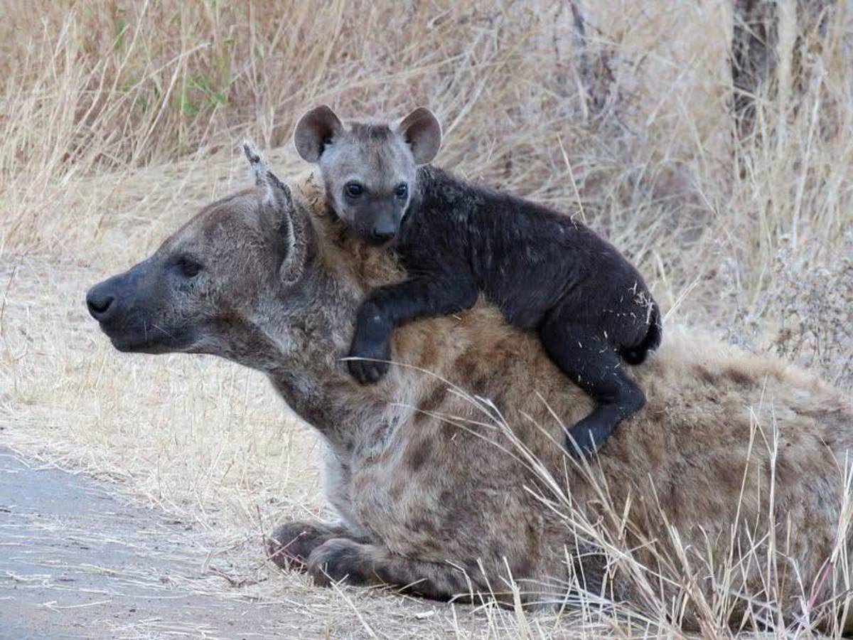 Astute Africa Safaris