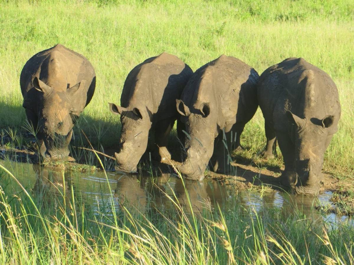 Astute Africa Safaris