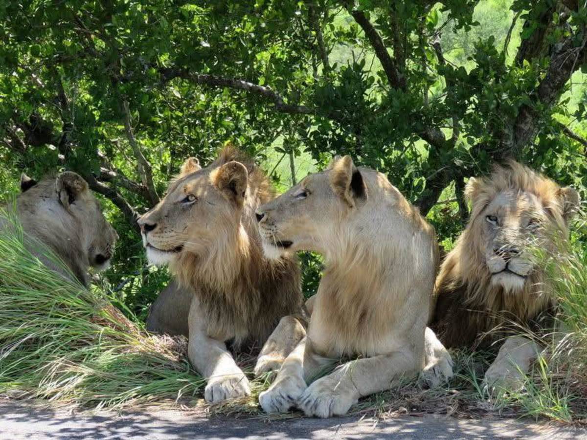 Astute Africa Safaris