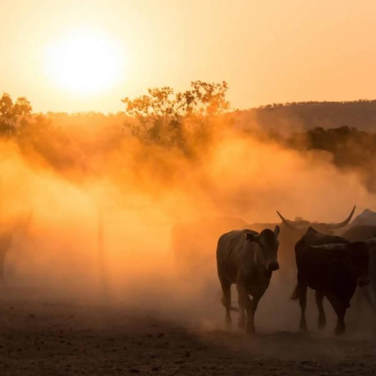 Work in the Australian outback