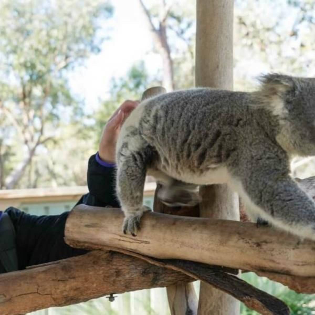 GoEco Australia - Wild Animal Sanctuary