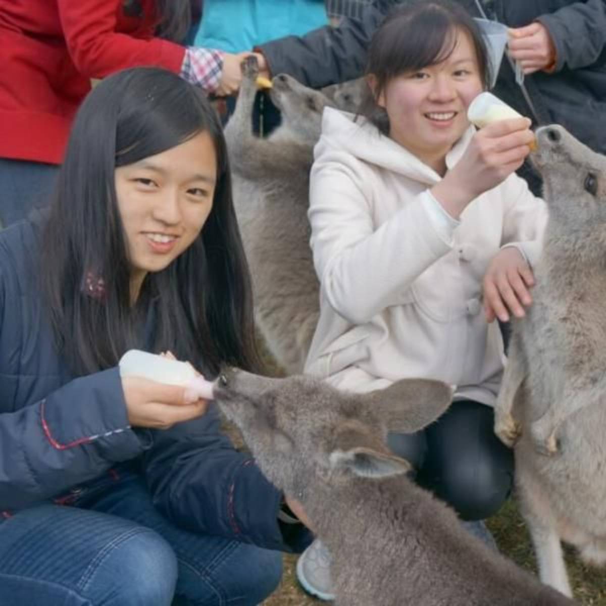 GoEco Australia - Wild Animal Sanctuary