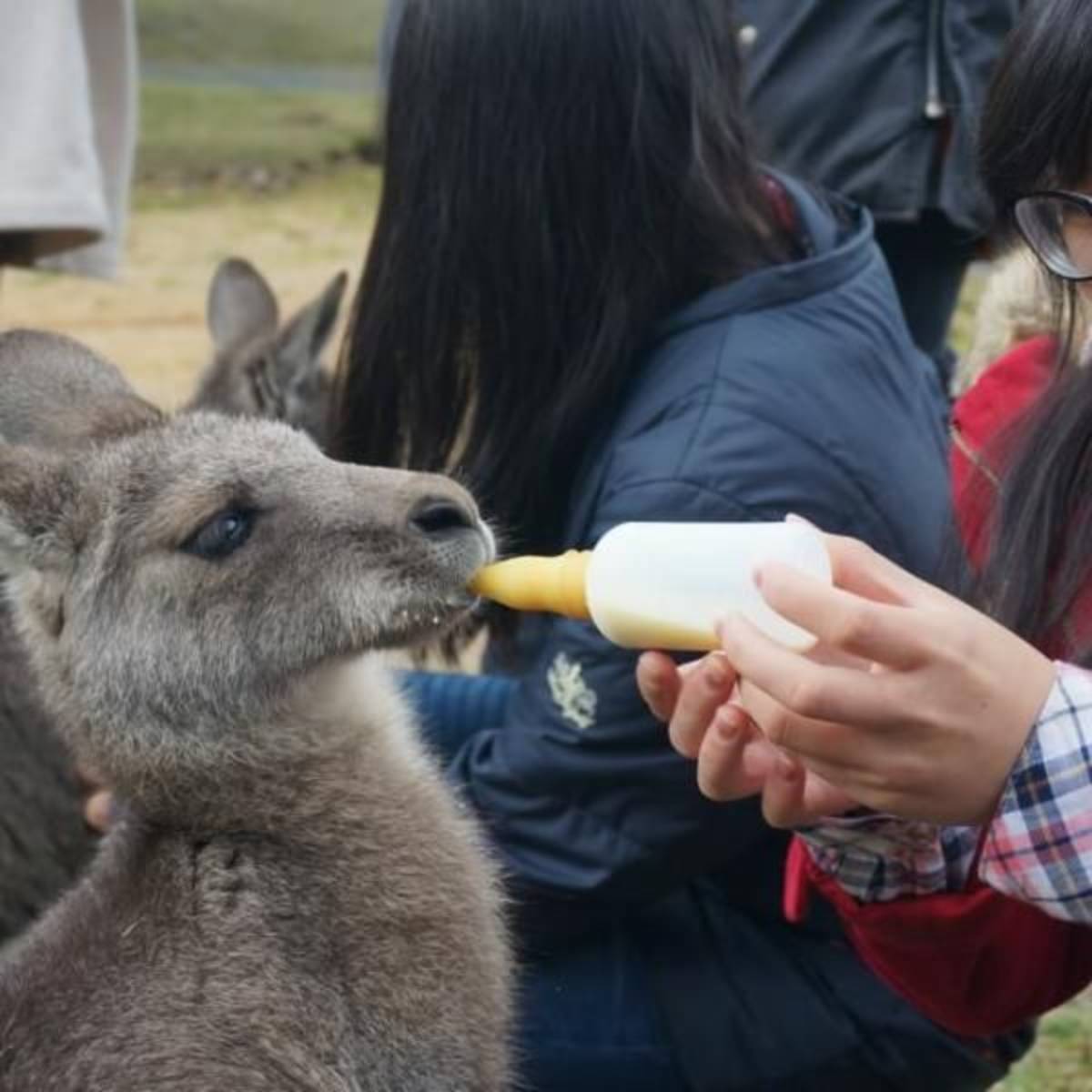  GoEco Australia - Wild Animal Sanctuary