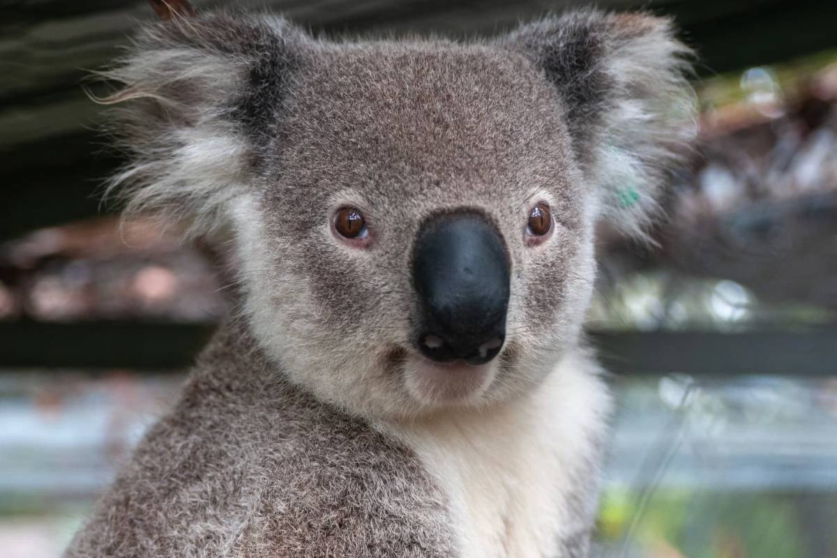 Australia
