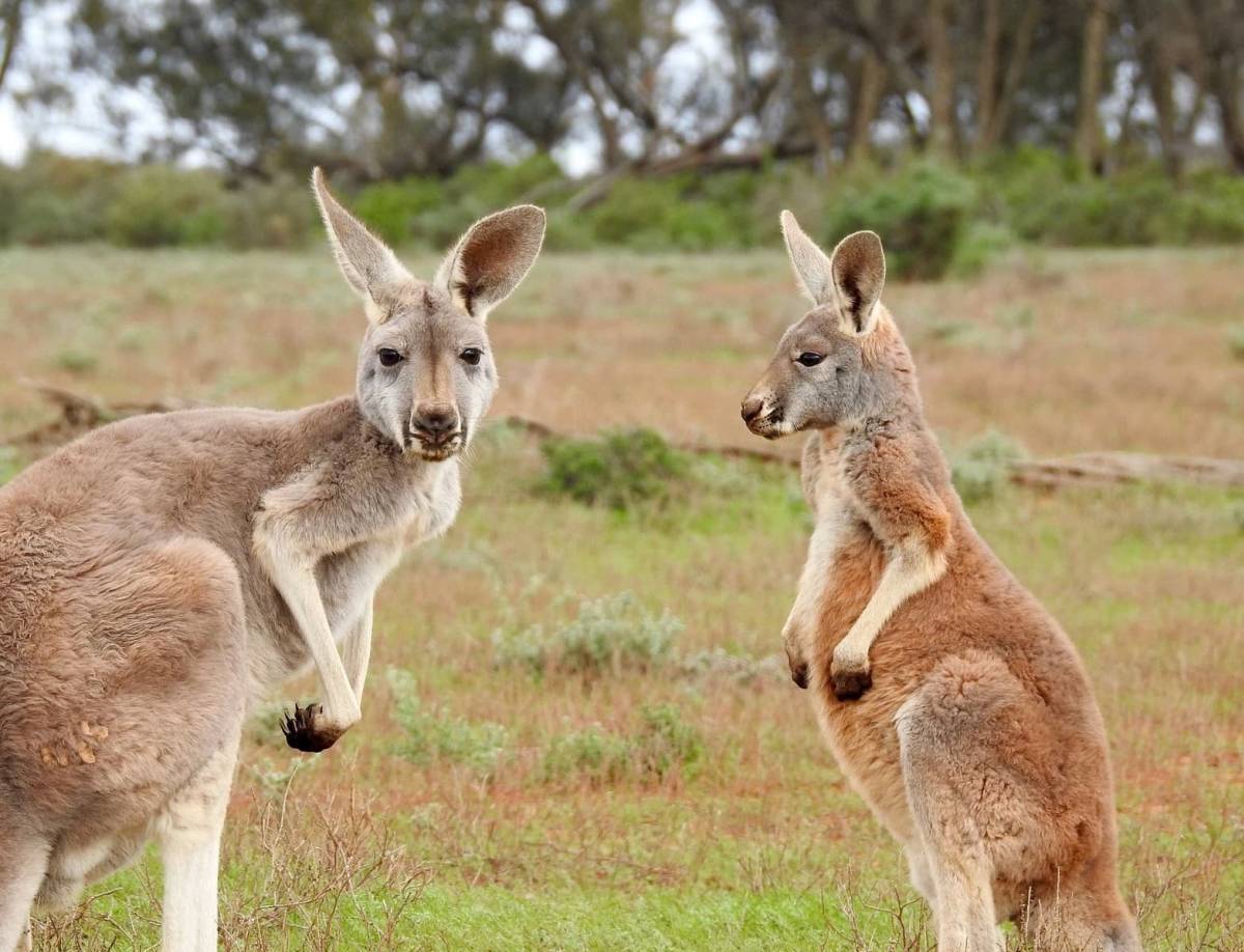 Australia