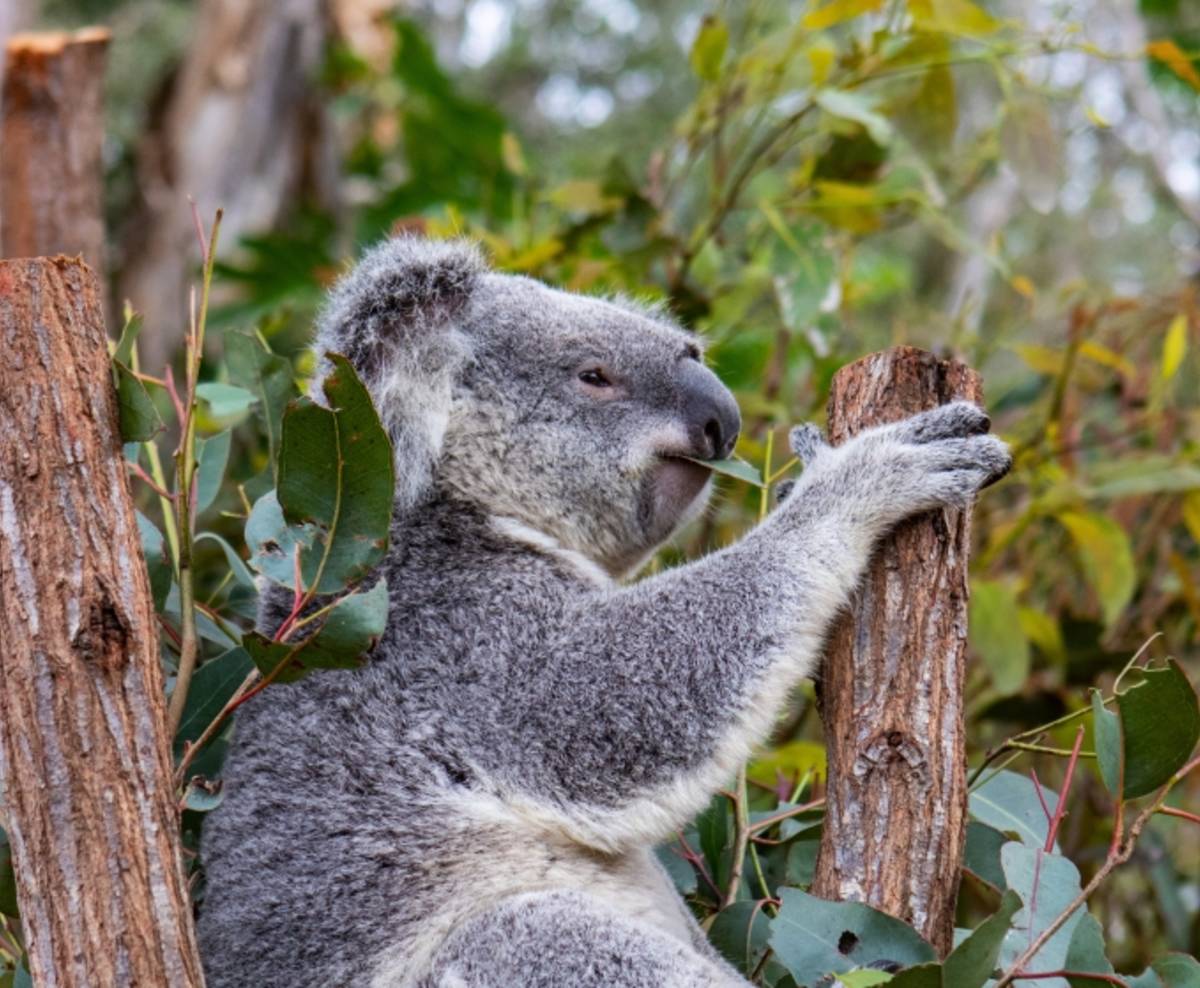 Australia