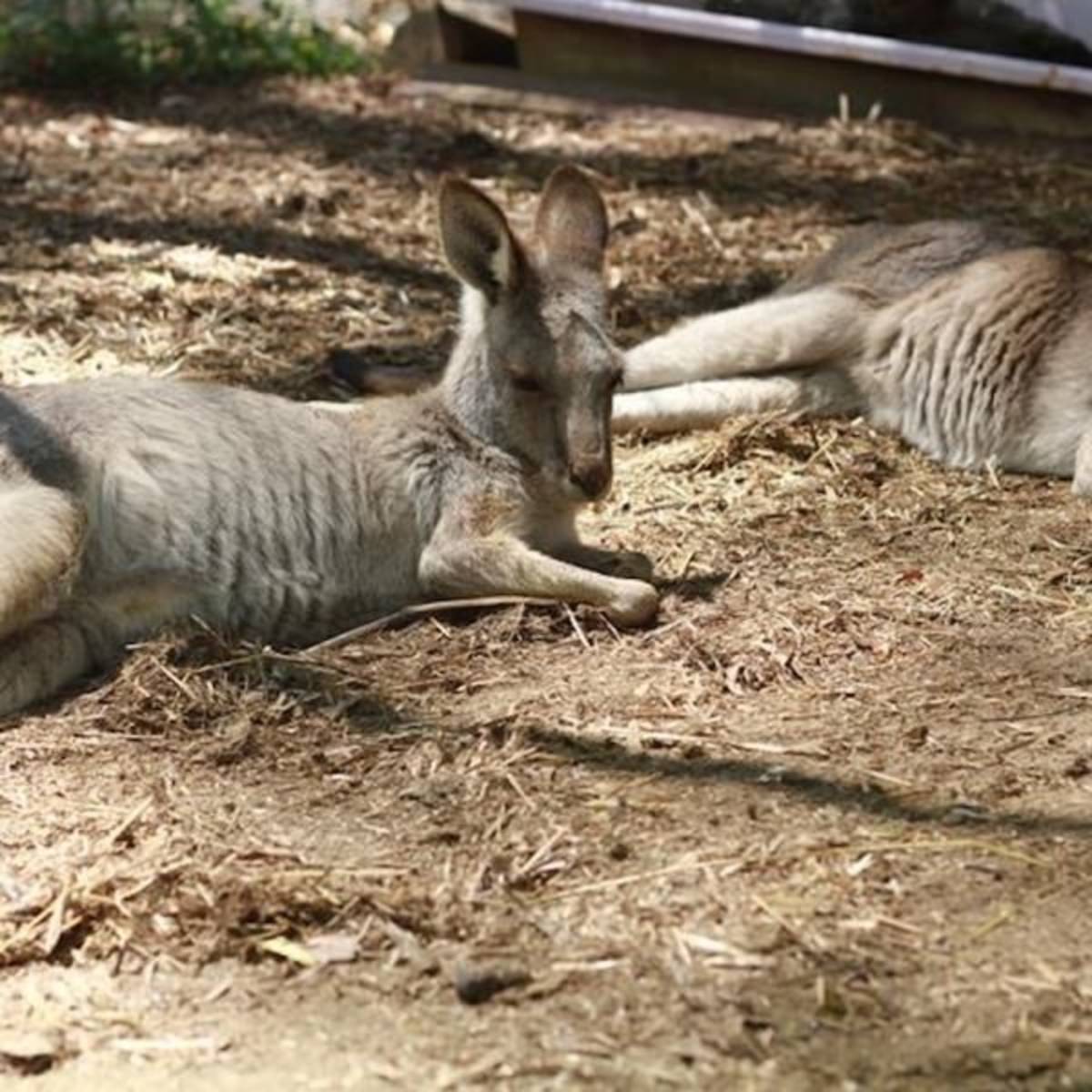 Volunteer in Wildlife Conservation