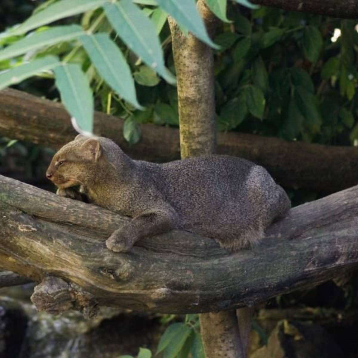 Wildlife Park internships