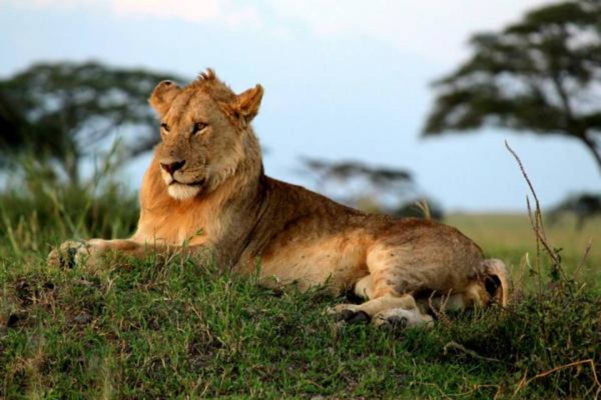SIT Study Abroad: Tanzania: Wildlife Conservation — photo 2