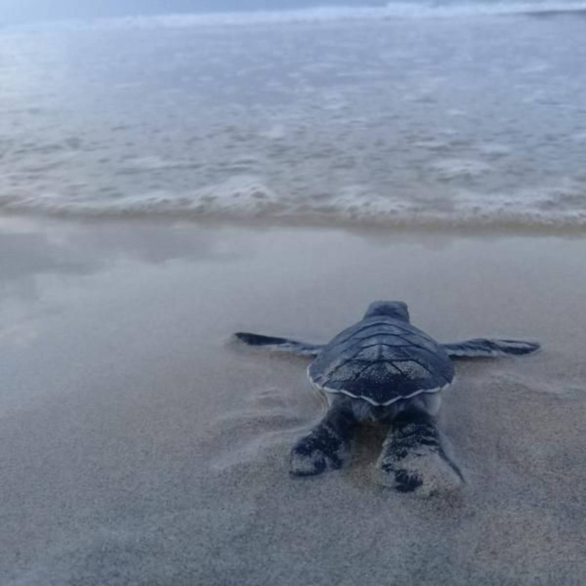 sea turtle nest monitoring