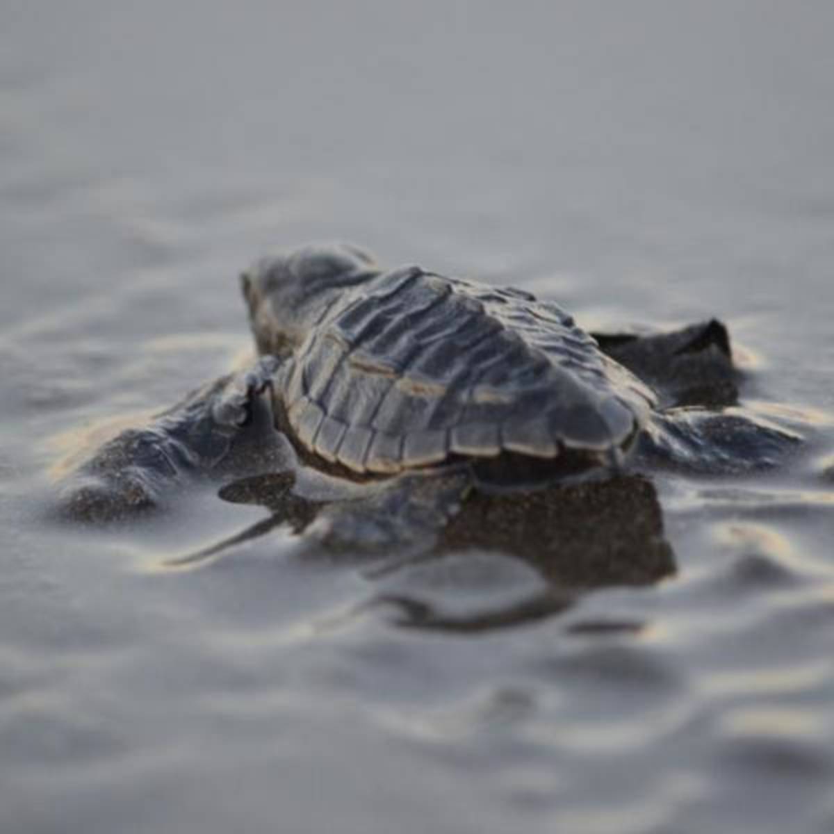 Baby turtle in nearby Ostional