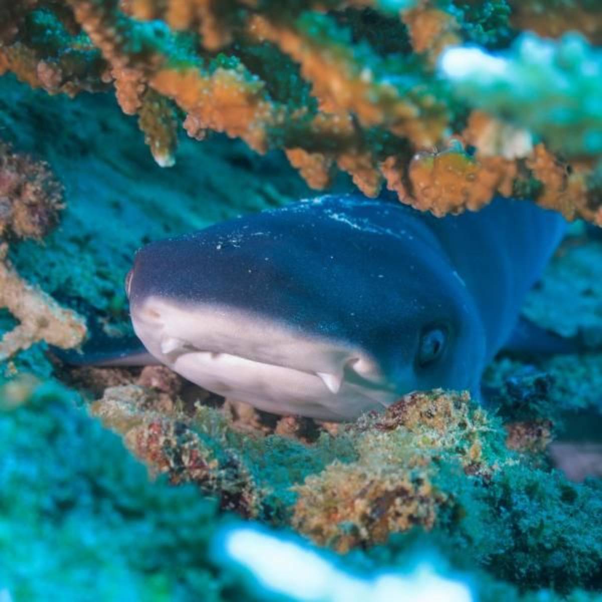 Baby white Tip Reef Shark spotted around the Gili Islands in Indonesia