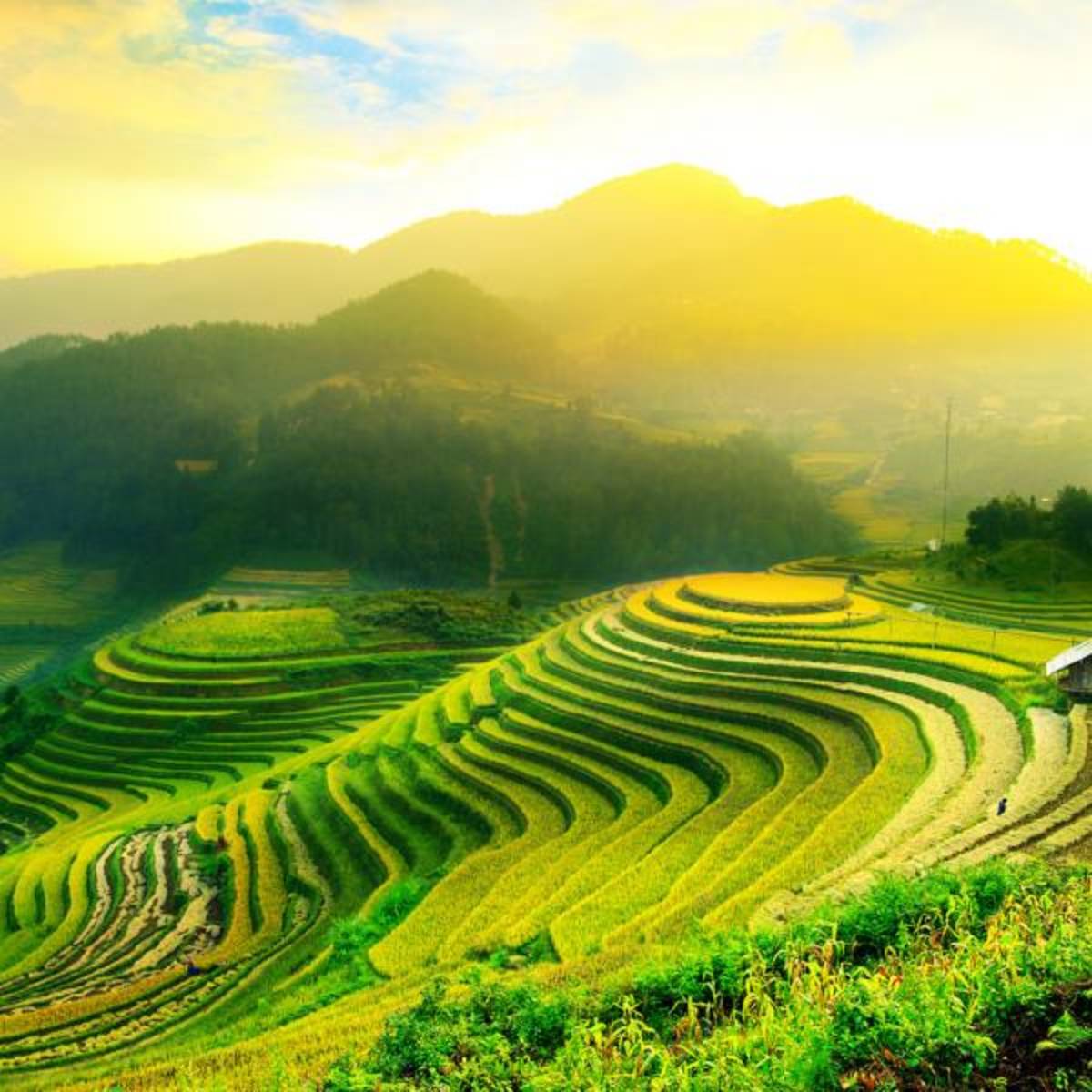 Balinese fields