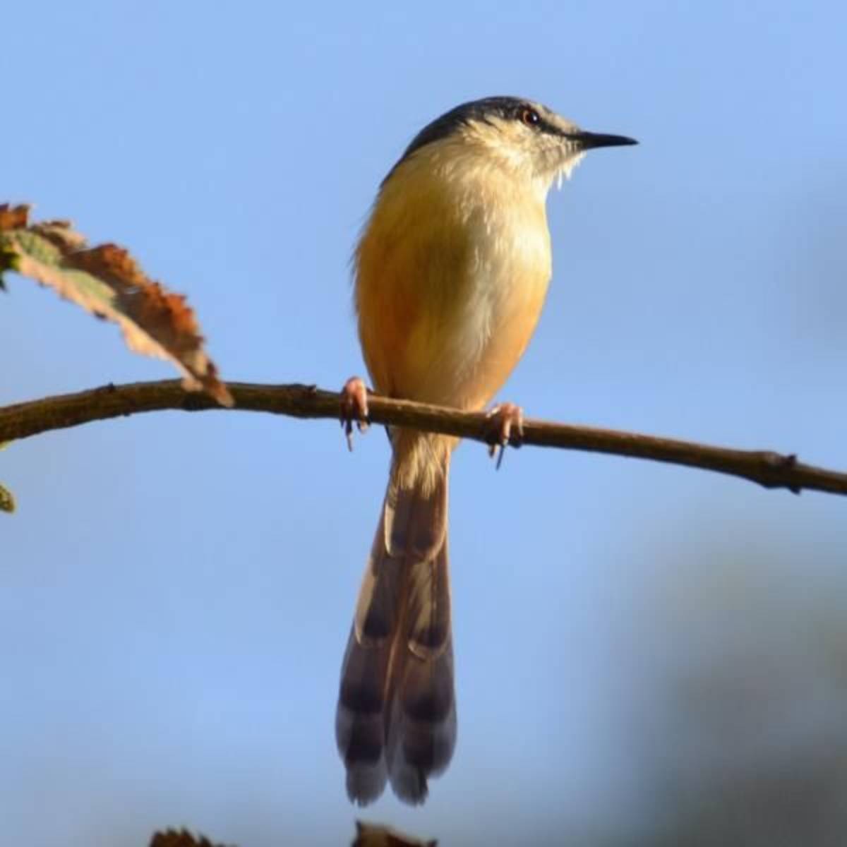 Avian Conservation Internship