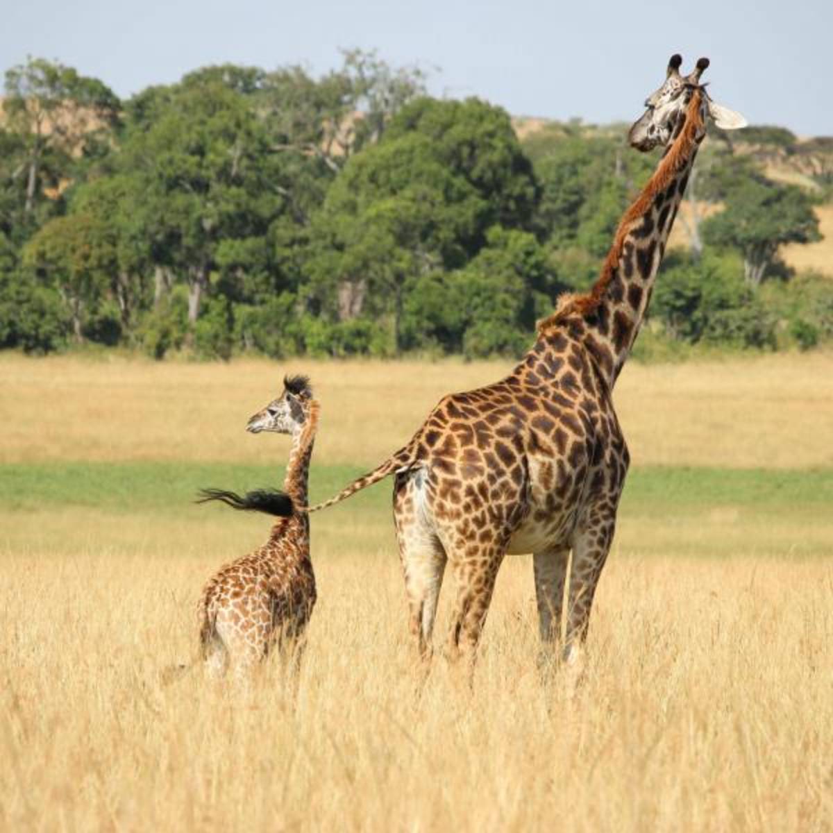 Giraffe