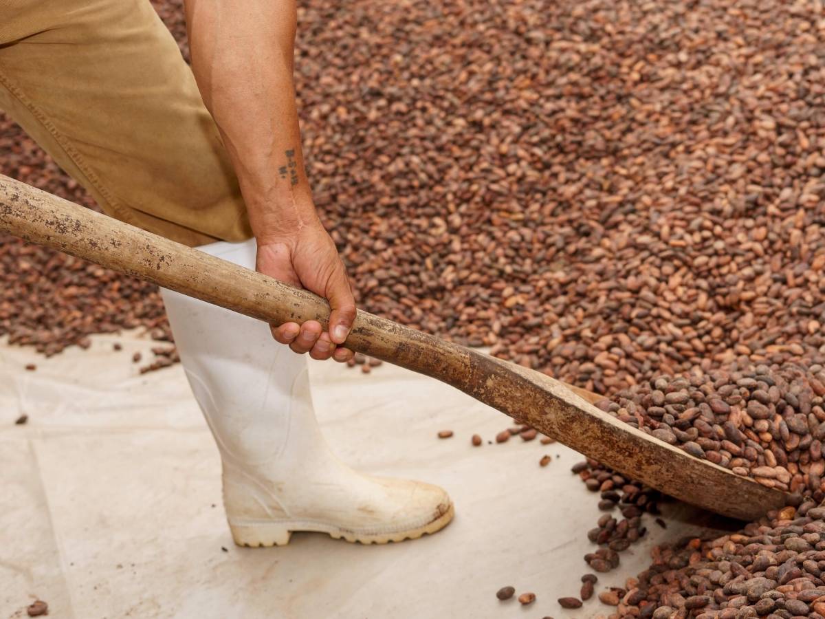 Bean-to-Bar Chocolate & Sustainable Communities Internship