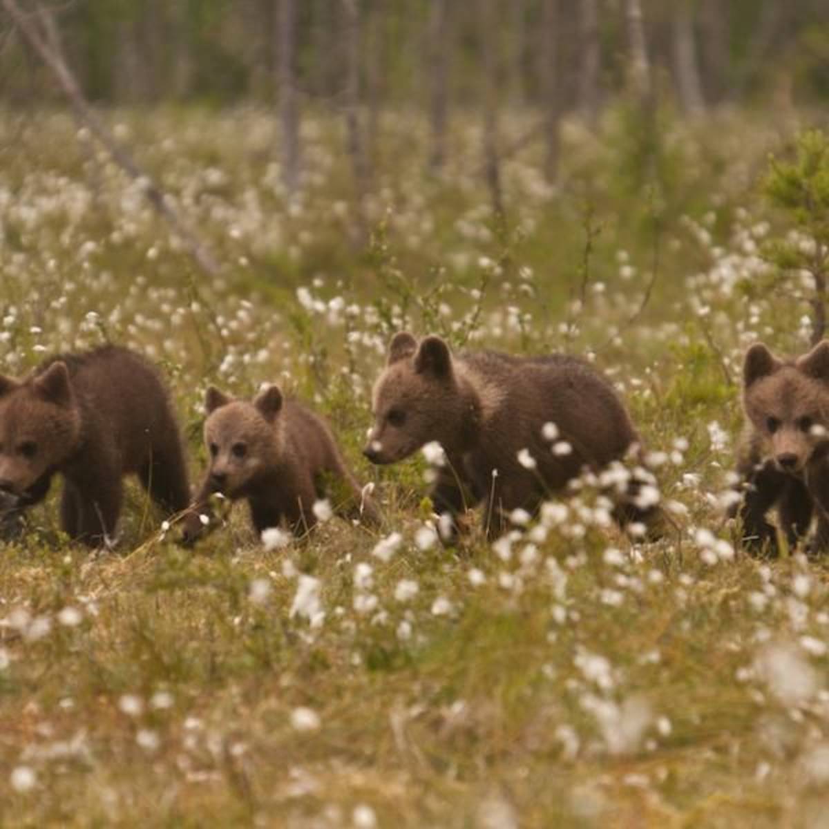 bear cubs in nature