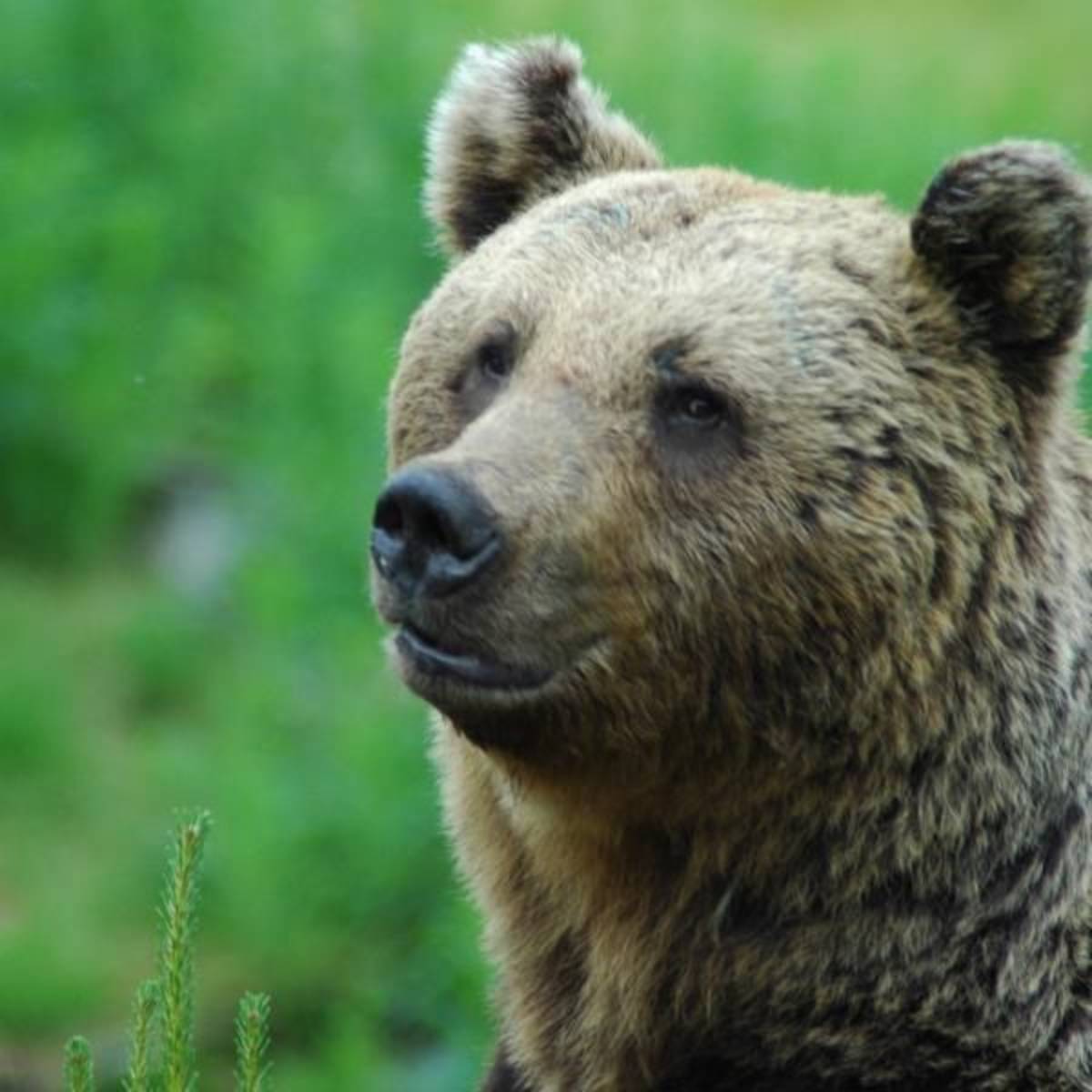 bear in natural habitat