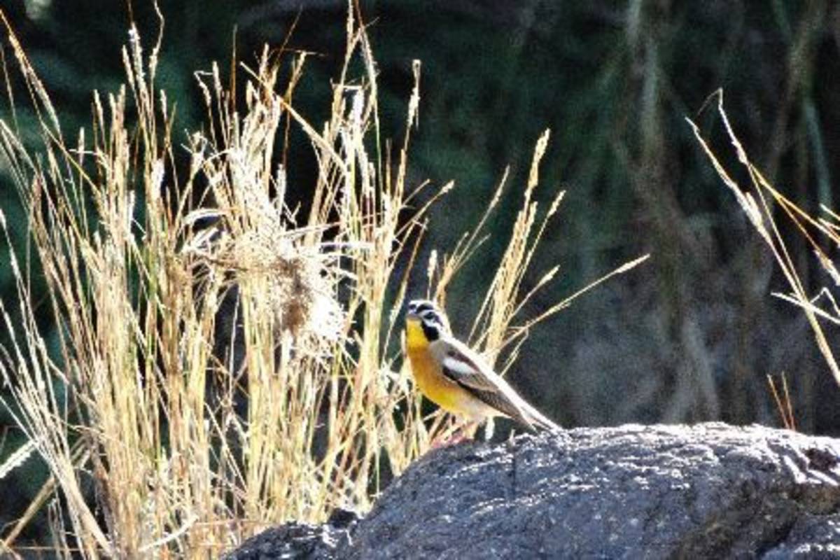 Beautiful bird