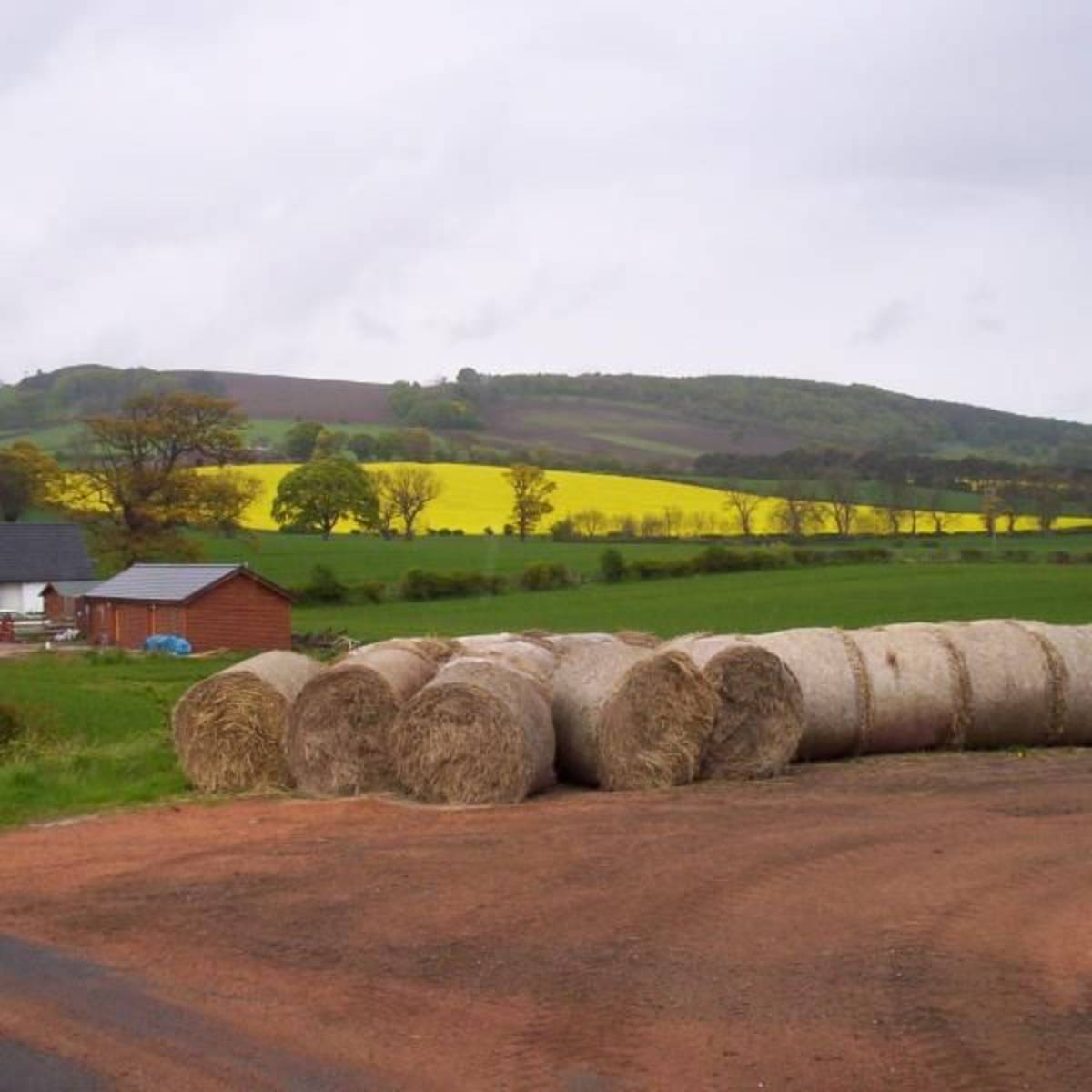 Beautiful Edinburgh countryside, home to student agricultural business observation programs.