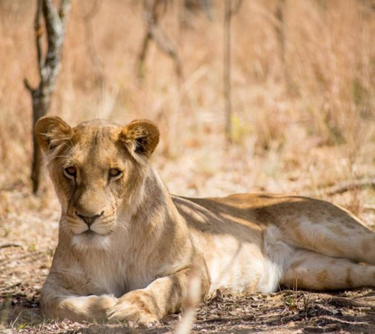 Big Cat Rescue volunteer project