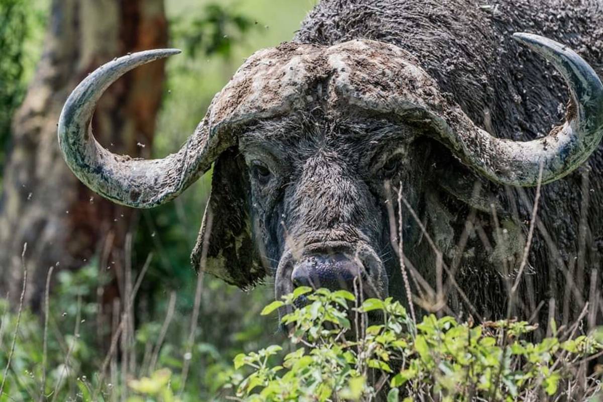 Big five safari