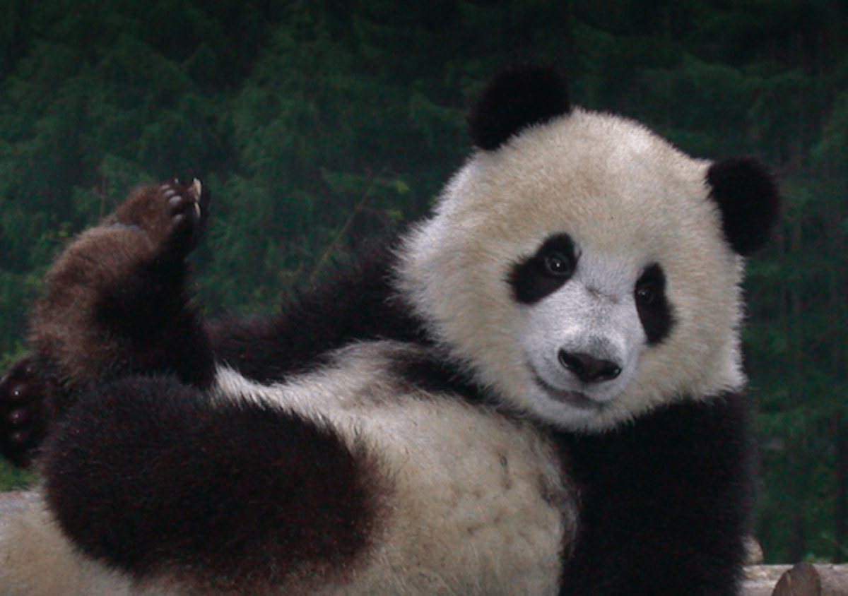Volunteer with Pandas